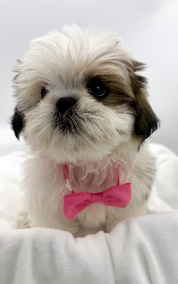 Piper - Shih Tzu - Image 2