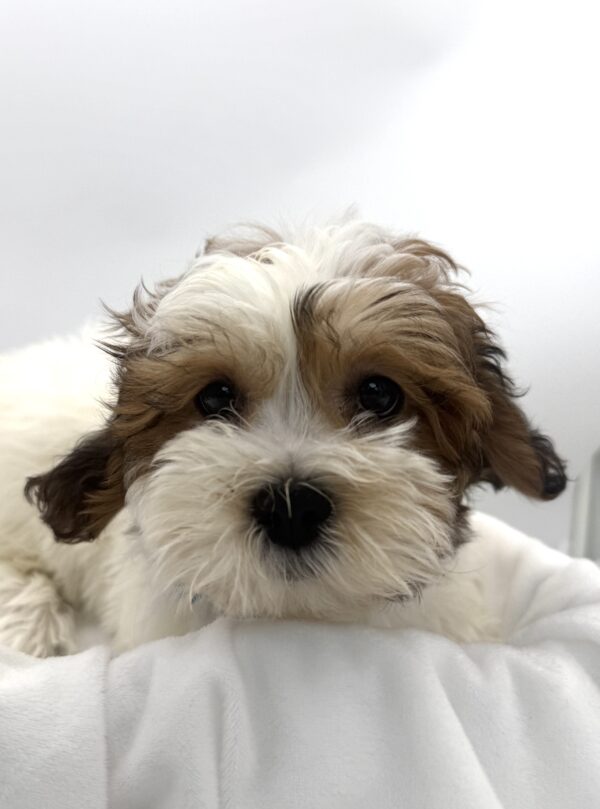 Dusty - Teddy Bear - Image 1