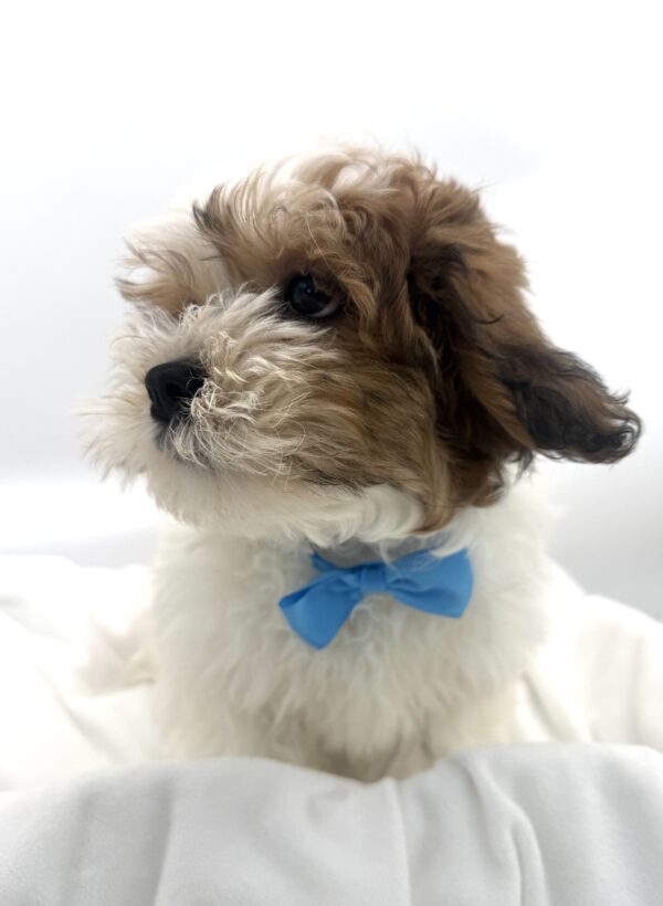 Dusty - Teddy Bear - Image 2
