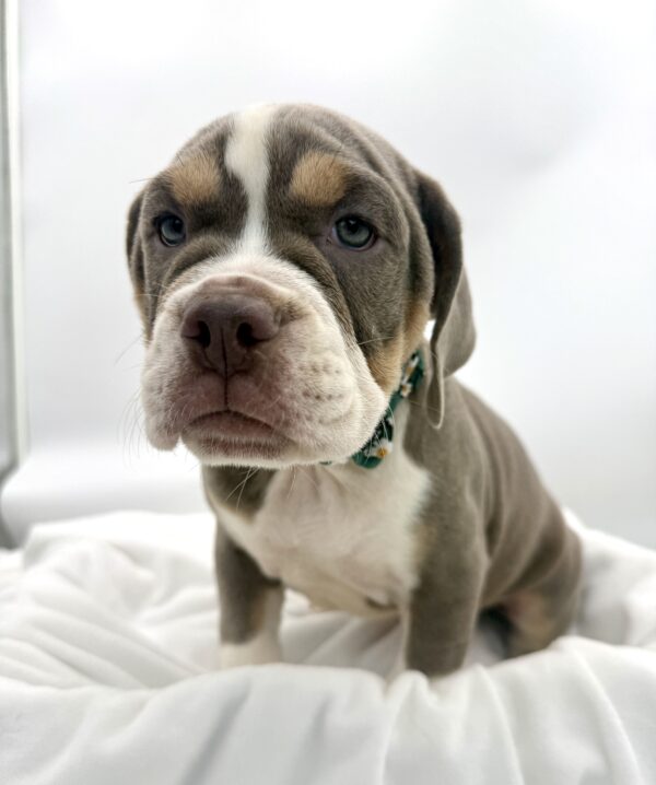 Tucker - Beabull 2nd Gen - Image 1