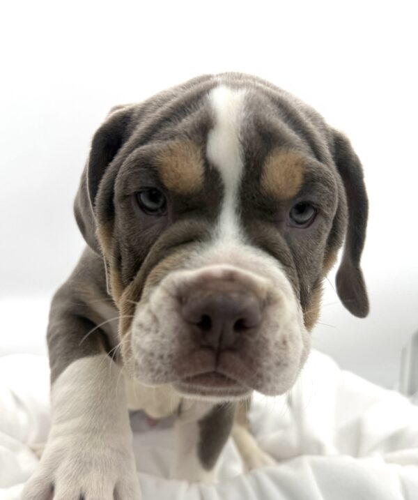 Tucker - Beabull 2nd Gen - Image 2