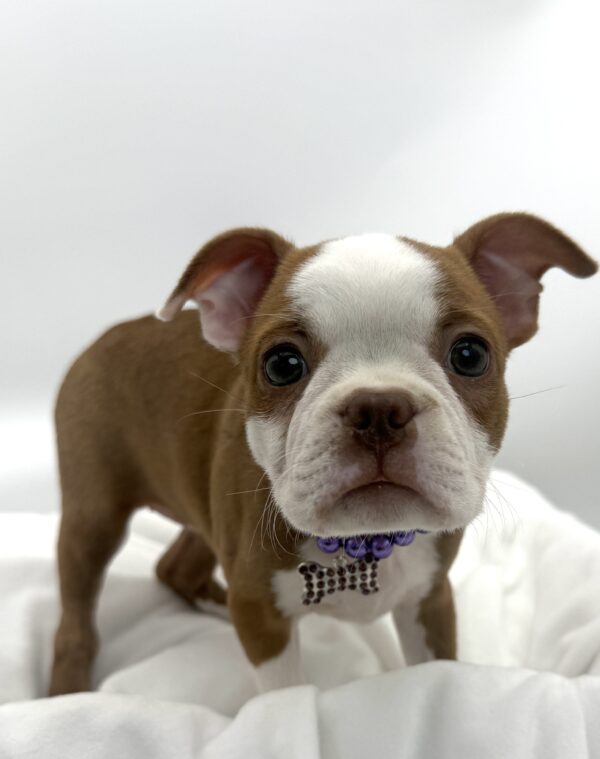 Smokey - Boston Terrier - Image 2