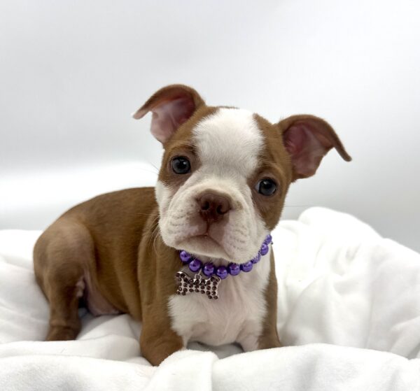 Smokey - Boston Terrier - Image 1