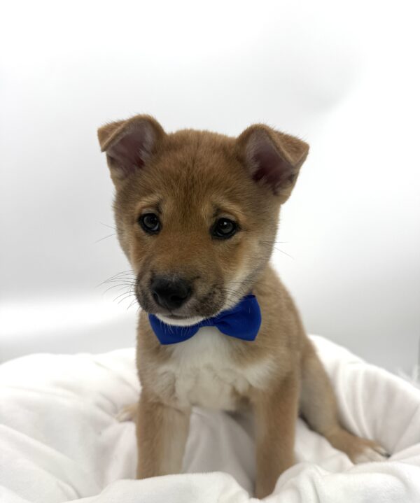 Mack - Shiba Inu - Image 1