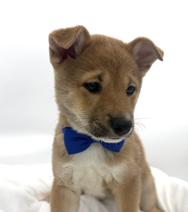 Mack - Shiba Inu - Image 2