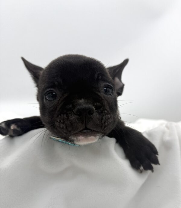 Chestnut - French Bulldog - Image 1