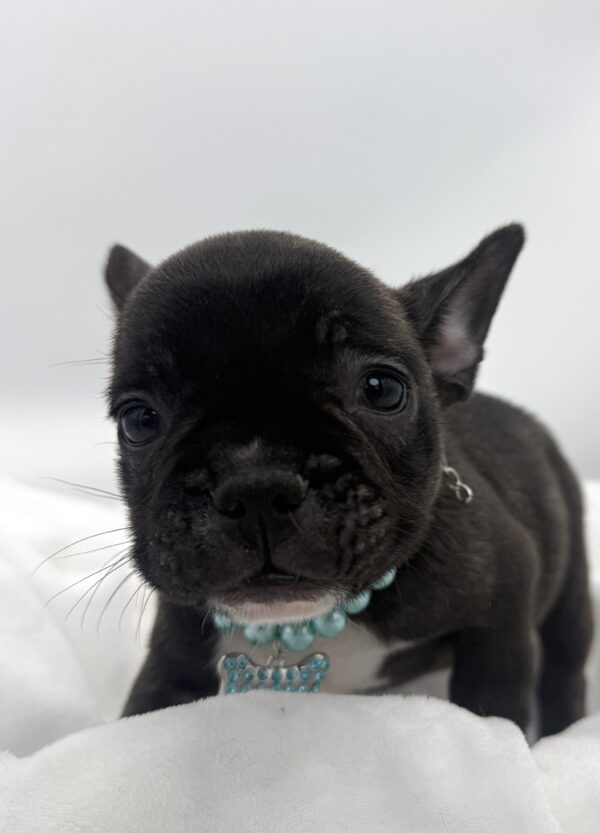 Chestnut - French Bulldog - Image 2