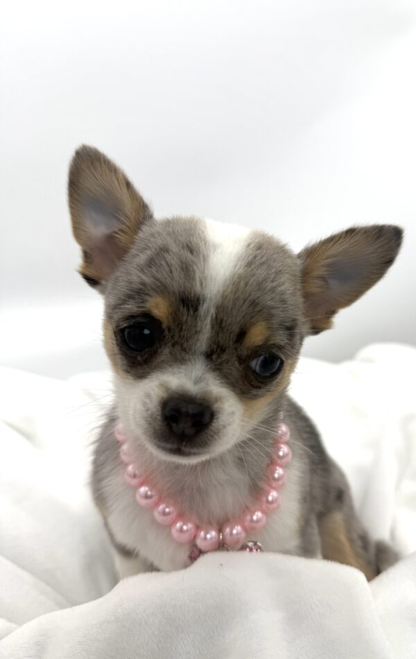 Cedar - Chihuahua - Image 2