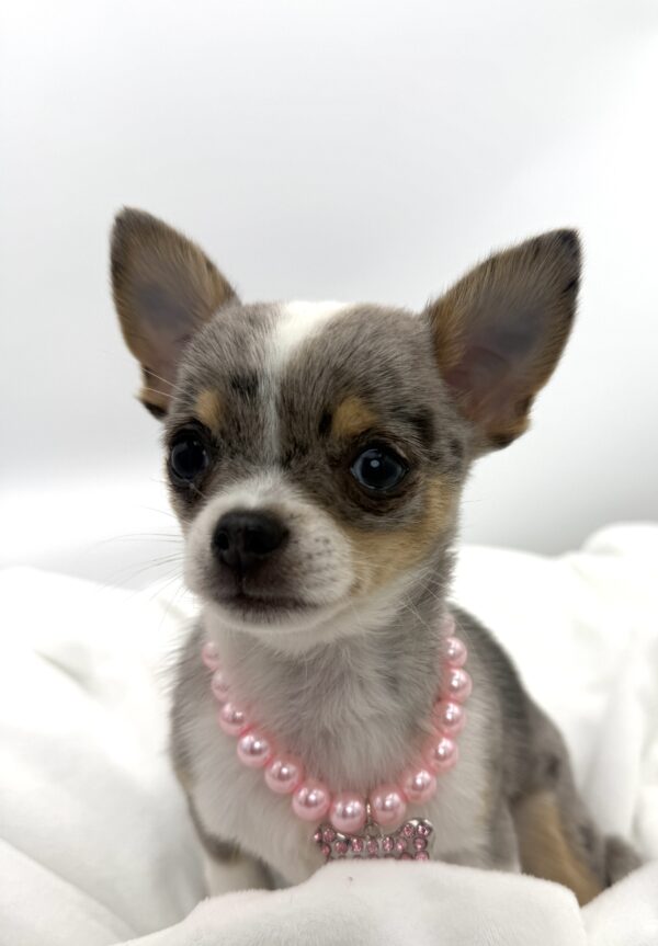 Cedar - Chihuahua - Image 1