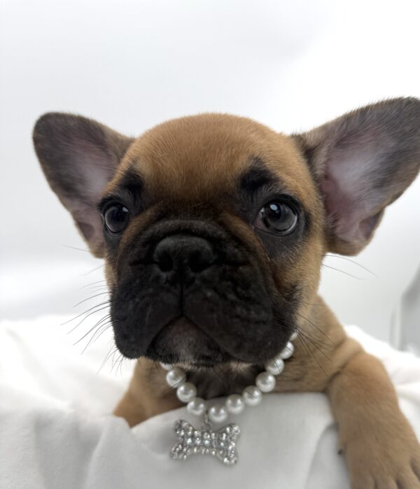 Yoda  - French Bulldog - Image 1