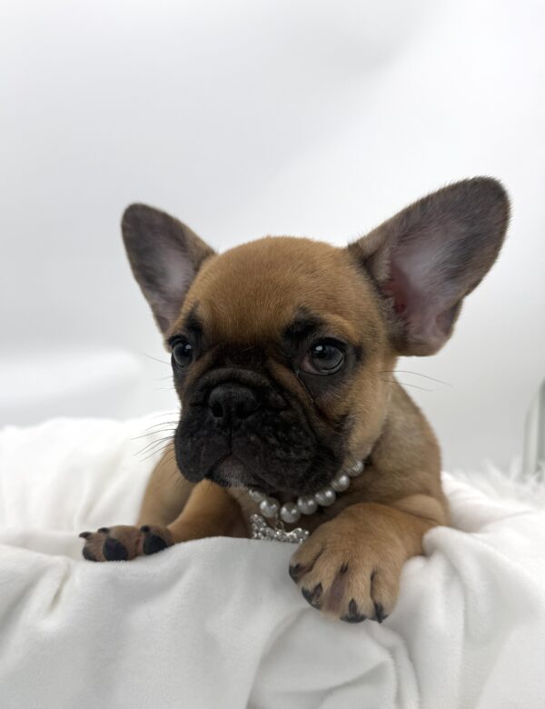 Yoda  - French Bulldog - Image 2