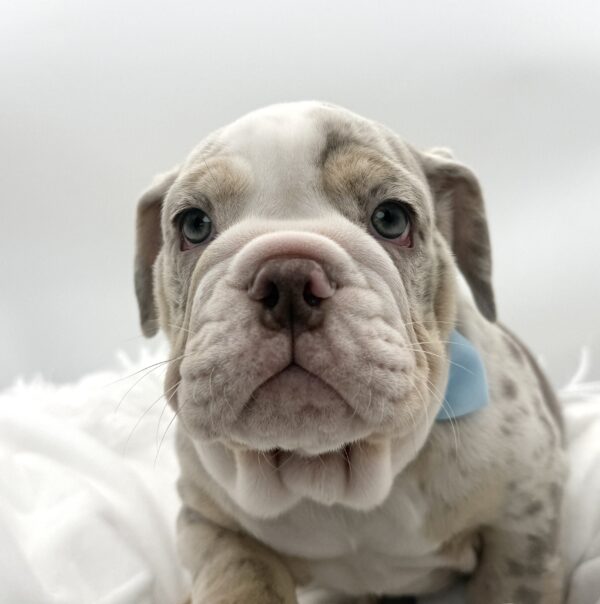 Harvest - Victorian Bulldog - Image 1