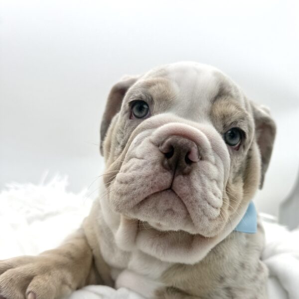 Harvest - Victorian Bulldog - Image 2