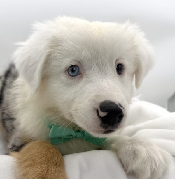 Cedar - Mini American Shepherd - Image 1