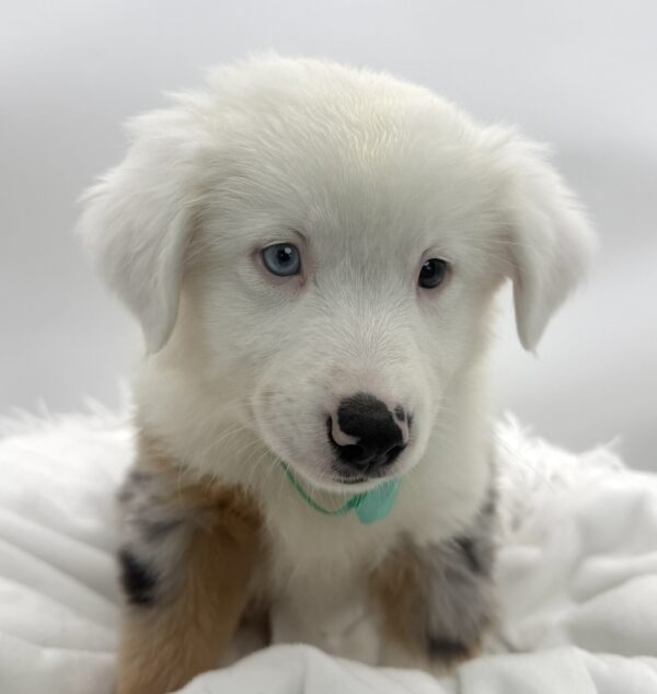 Cedar - Mini American Shepherd - Image 2