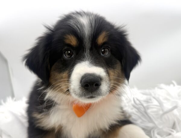 Aspen - Mini American Shepherd - Image 2