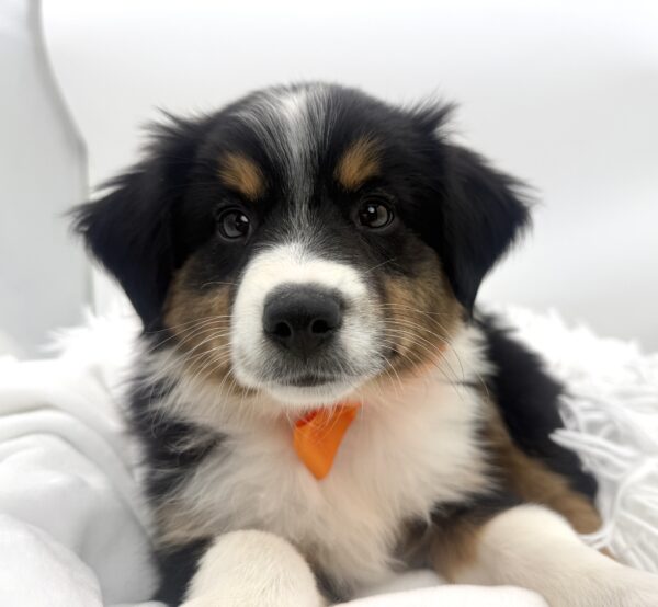 Aspen - Mini American Shepherd - Image 1