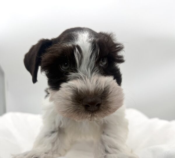 Birch - Mini Schnauzer - Image 2