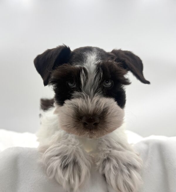 Birch - Mini Schnauzer - Image 1