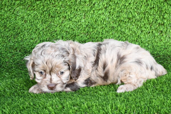 Sprinkles - Cockapoo - Image 2