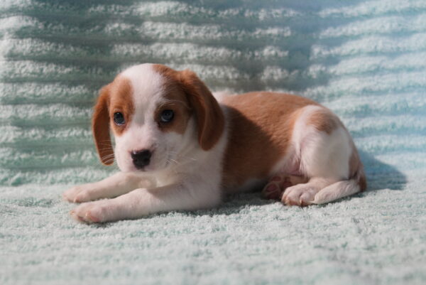 Copper - Beaglier - Image 3