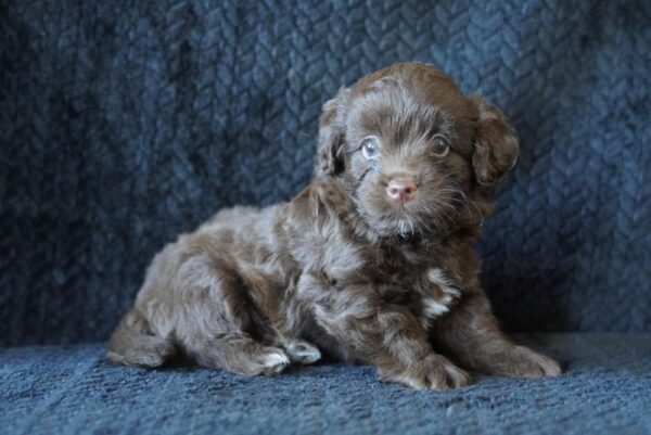 Fudge - Mini Labradoodle 2nd Gen - Image 3