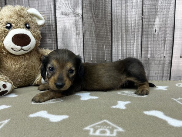 Hazelnut - Dachshund - Image 3