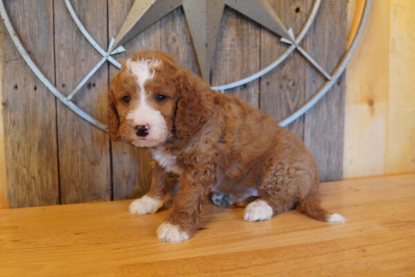 Socks - Mini Goldendoodle 2nd Gen - Image 3